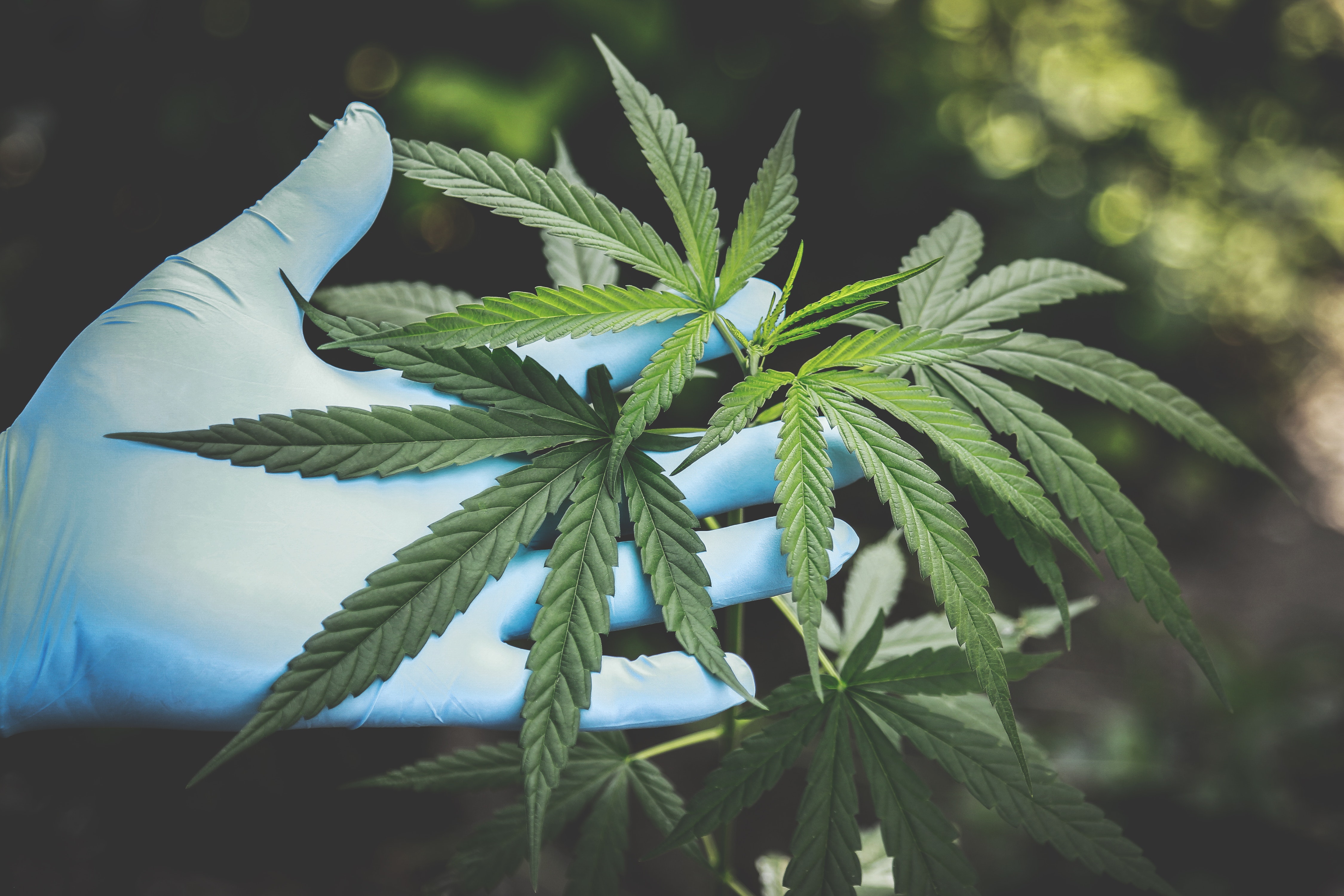 Weed Found Effective To Treat Sickle Cell Disease Pain